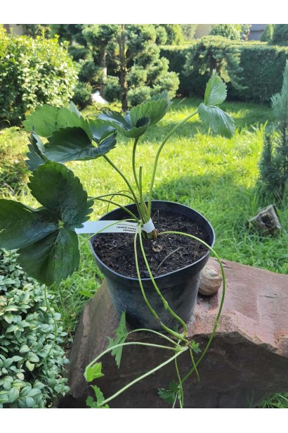 Полуниця Хоней - 3л/вис.25-30см/Ø20-30см